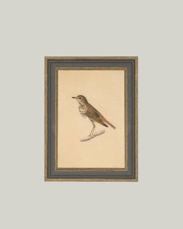 Bird Framed Antique Art